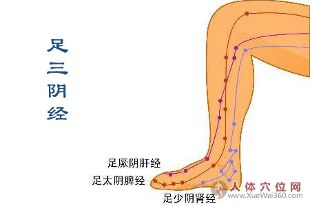足三阴经